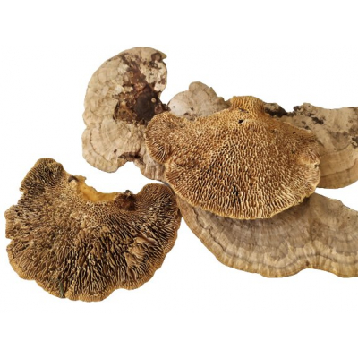 sponge mushroom huba indie grzyb dekoracja